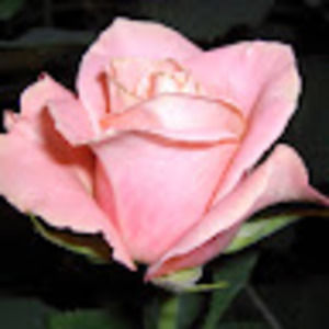 Meet your Posher, Linda